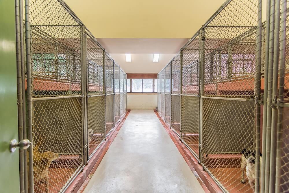 Boarding Kennel Back of Runs Boarding Kennel Back of Runs