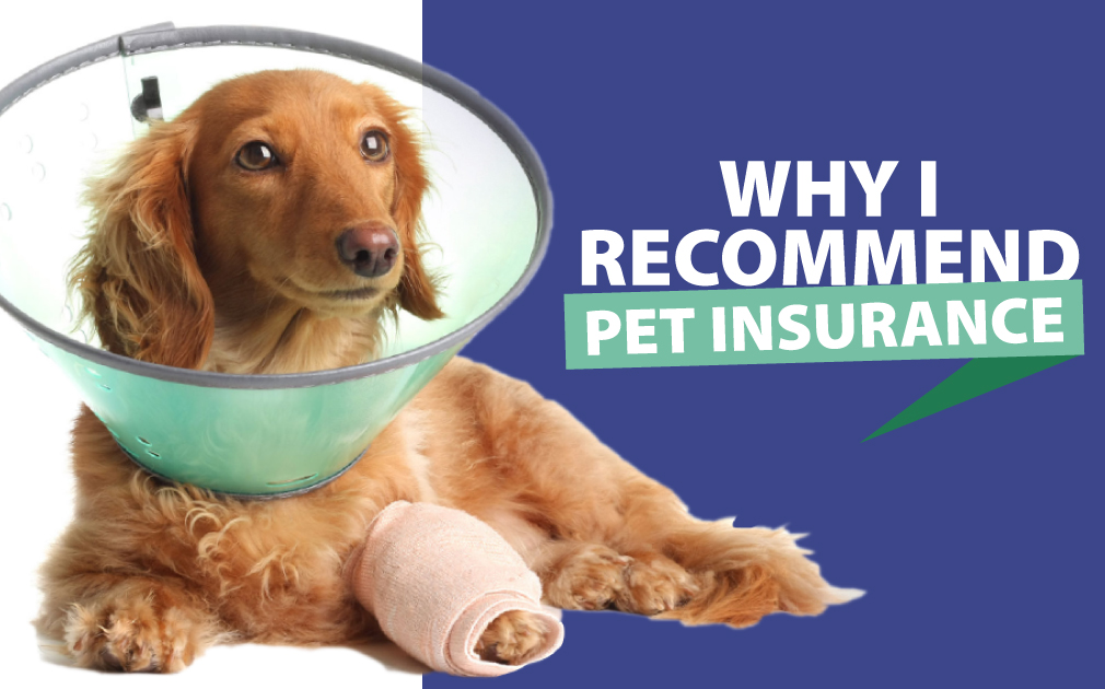 Pets Insurance