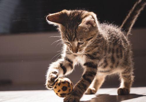 Kitten playing with small ball.
