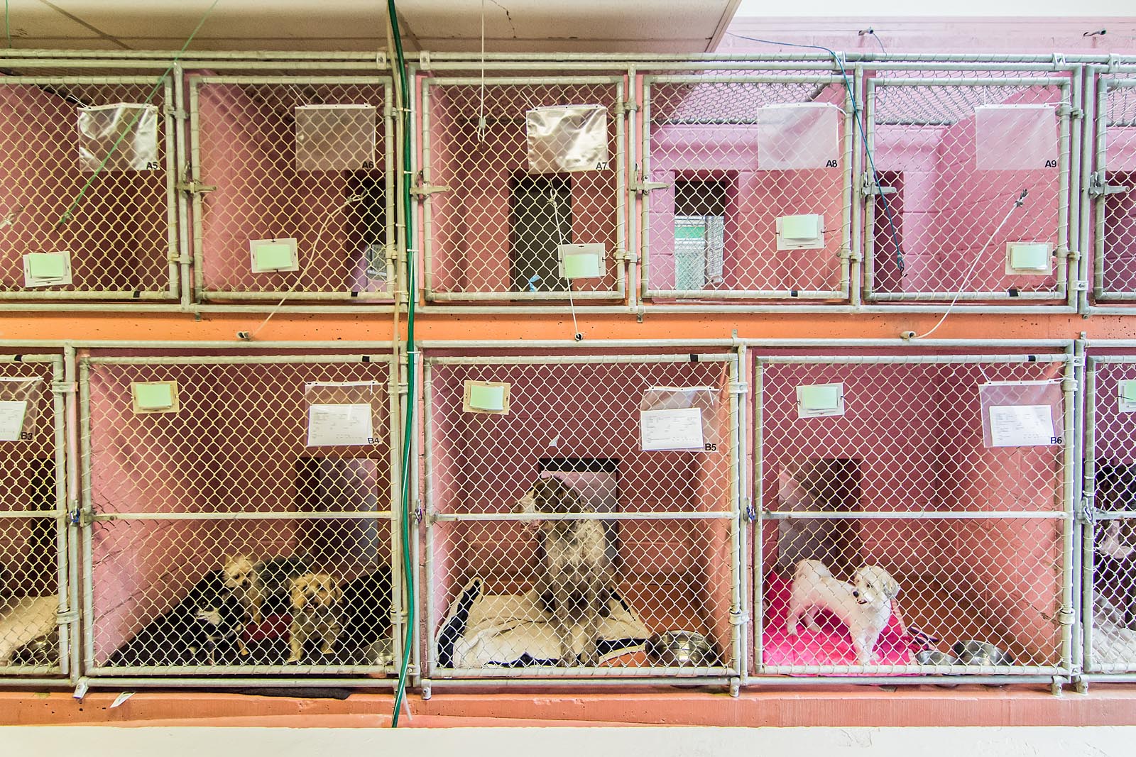 Front of Kennel Run at The Animal Hospital of Roxbury
