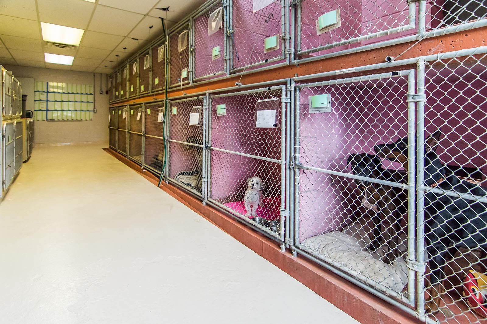 Front of Kennel Run at The Animal Hospital of Roxbury