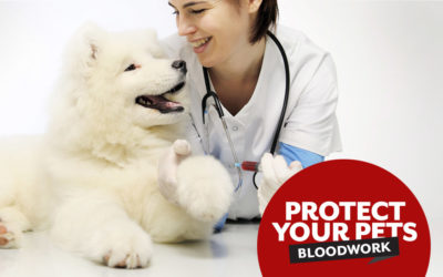 4 Reasons Your Pet Needs Bloodwork
