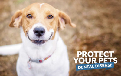 Protect Your Pets Against Dental Disease