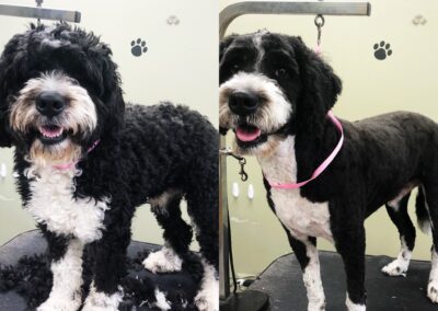 Before and After Grooming