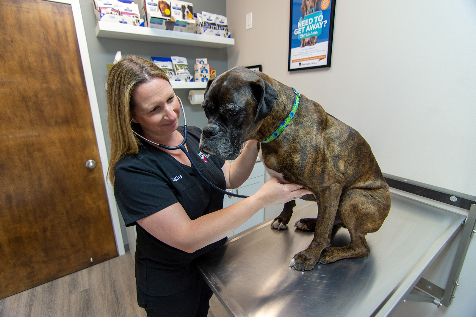 Vet Services | Animal Hospital of Roxbury