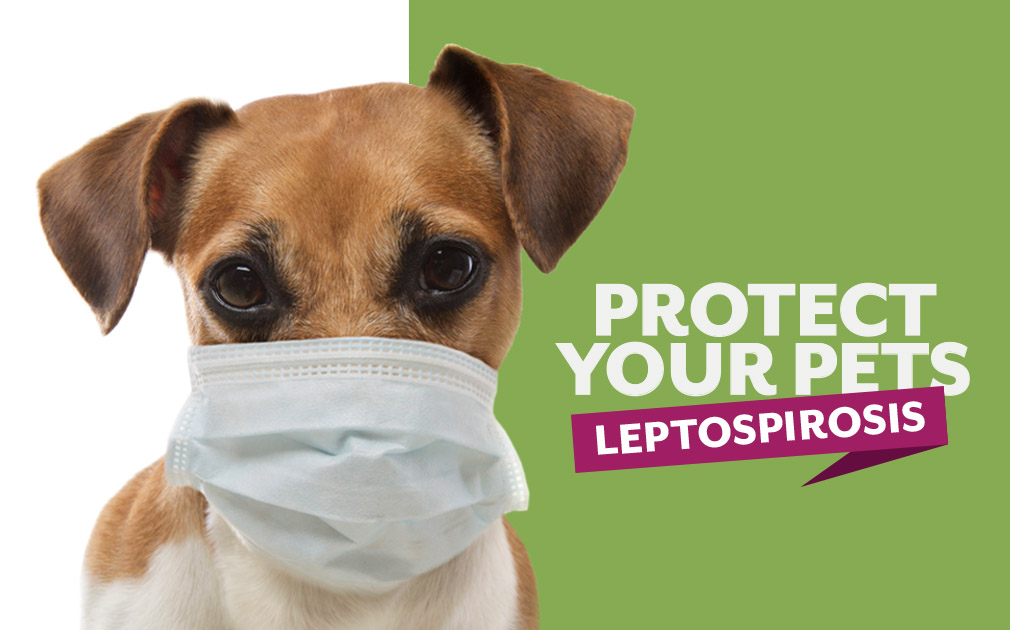 Protect Your Pets Against Leptospirosis