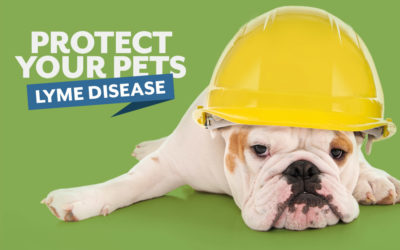 Protect Your Pets Against Lyme Disease