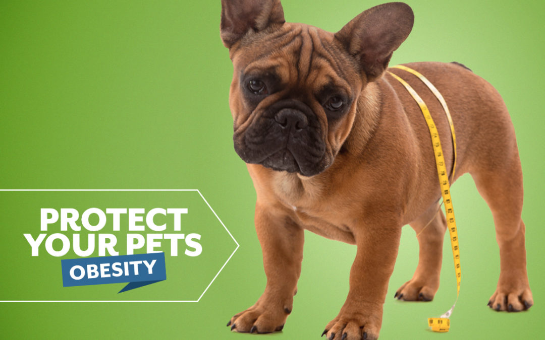 Protect Your Pets from Obesity