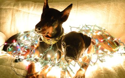 Holidays Pet Safety Tips