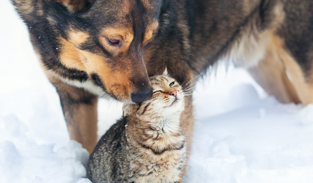 Tips for Weathering the Cold with Your Pets!