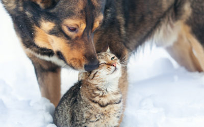 Tips for Weathering the Cold with Your Pets!