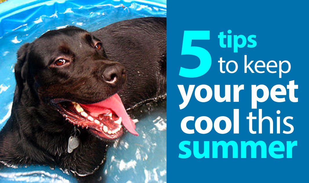 5 Tips to Keep Your Pet Cool
