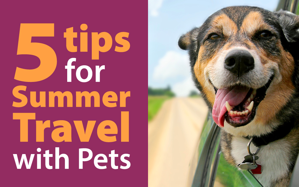 5 Tips for Summer Travel with Pets